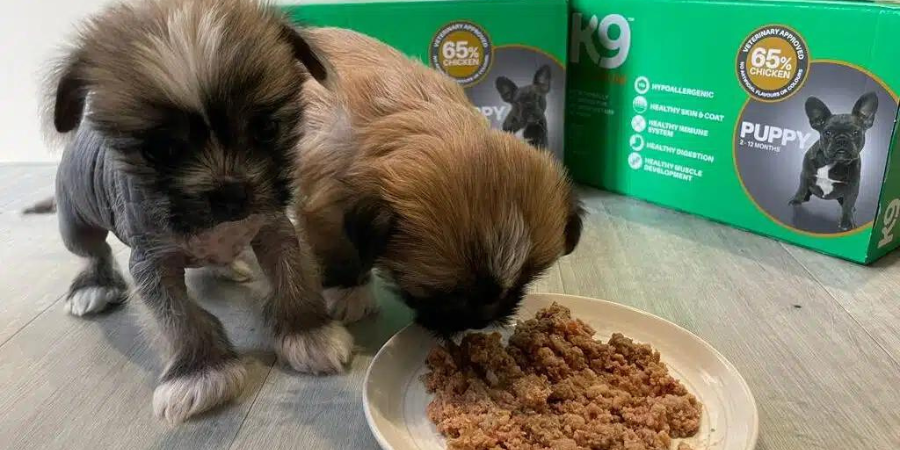 Is Puppy Food Bank a Good Charity?
