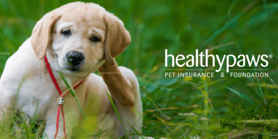 Healthy Paws: A Comprehensive Guide to Pet Wellness