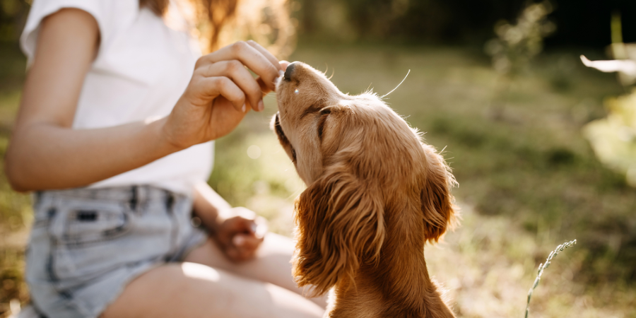 Healthy Dog Treats: Nutritious Snacks for Your Furry Friend