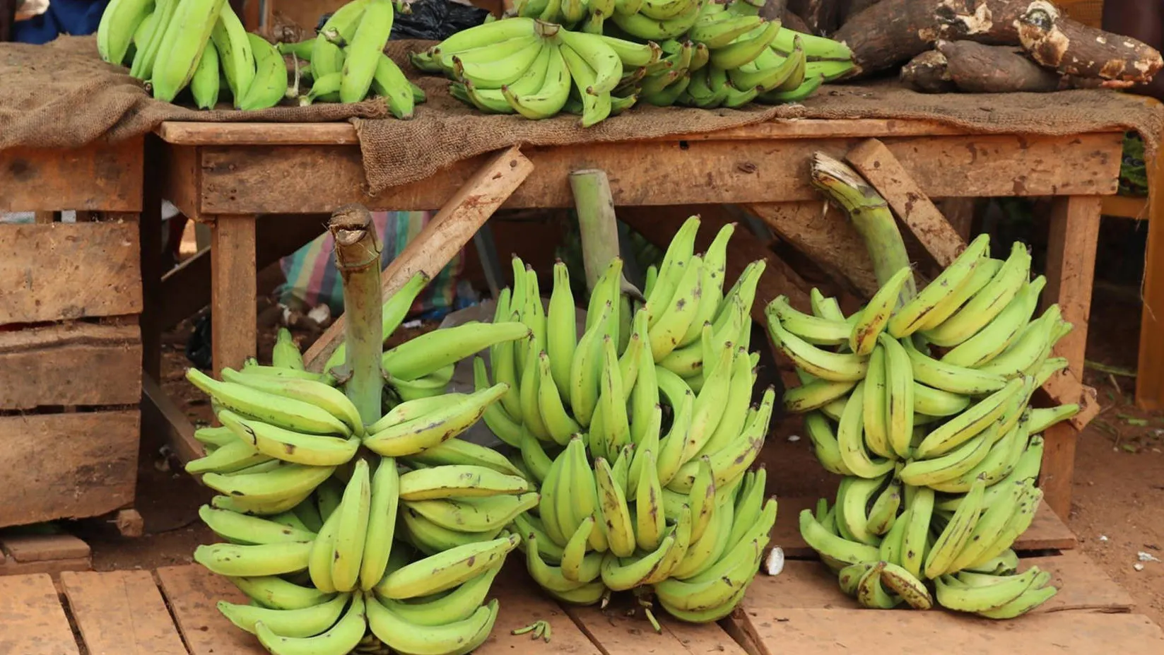 are plantains healthy