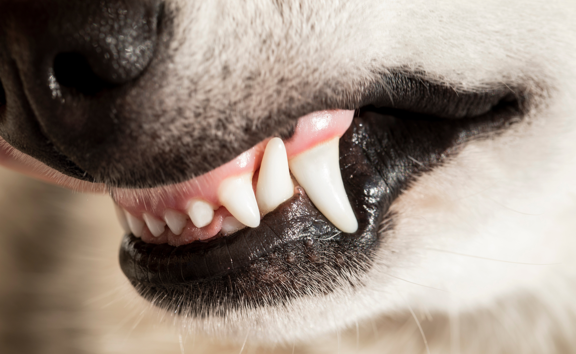 healthy dog gums